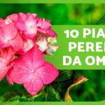 Piano verde per case: come trasformare 100 mq in un’oasi di piante