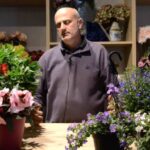 Meraviglia Viola: La Strabiliante Pianta Dai Grappoli di Fiori