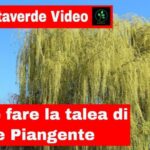 Rivela l’insospettato vantaggio degli spessori minimi dei muri interni: scopri come ottimizzare gli spazi!