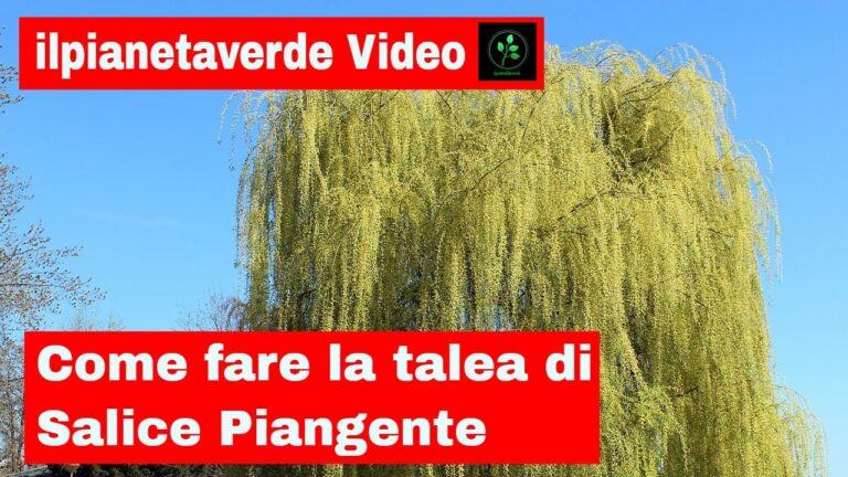 Salice piangente: il mistero delle foglie che cadono