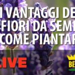 Esplosione di colori in una pianta: i fiori piccoli che ti incanteranno!