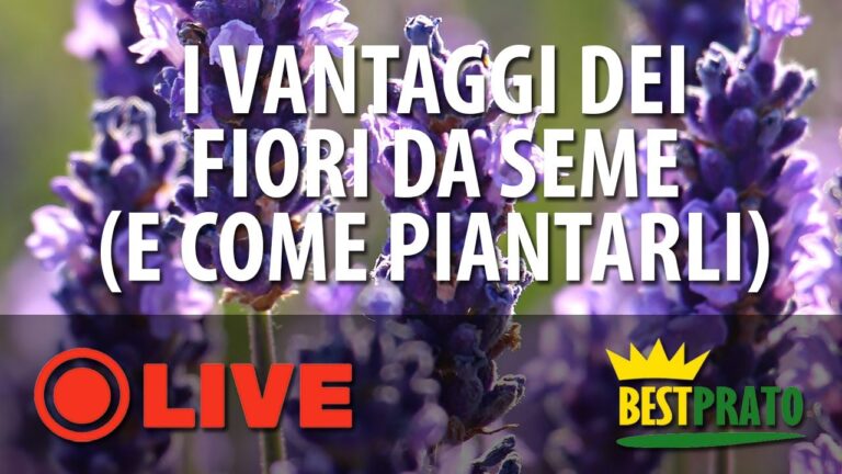 Scopri i Semi di Fiori da Piantare a Marzo per un Giardino Fiorito!