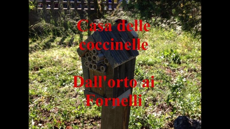 Insetti simili a coccinelle: come tenerli lontani dalla tua casa