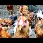 Agriturismo Itri: il relax tra natura e piscina