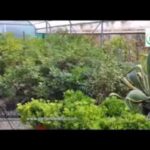 Piano verde per case: come trasformare 100 mq in un’oasi di piante