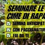 Sciame di Insetti Neri: Come Liberarsi dai Fastidiosi Volatori in Casa