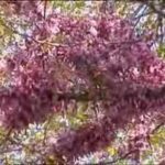Esplosione di colori in una pianta: i fiori piccoli che ti incanteranno!