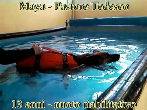 Piscine per cani a Firenze: il paradiso acquatico per i nostri amici a quattro zampe!