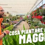 Esplosione di colori in una pianta: i fiori piccoli che ti incanteranno!