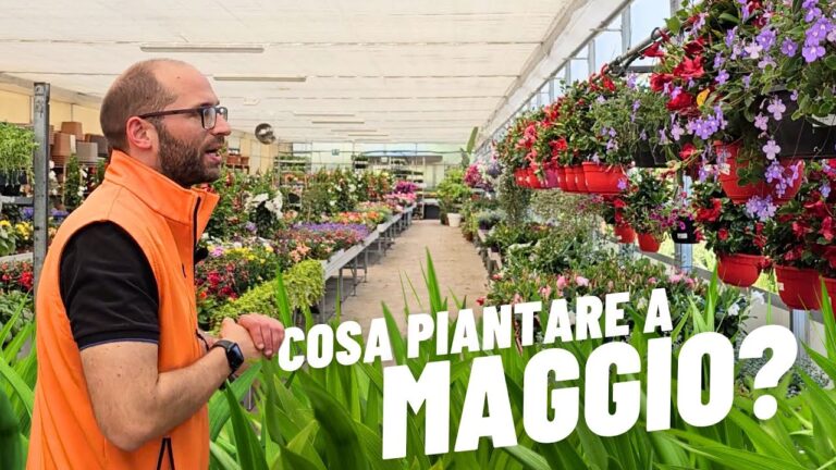 Scopri i fiori da piantare a maggio per un giardino colorato!