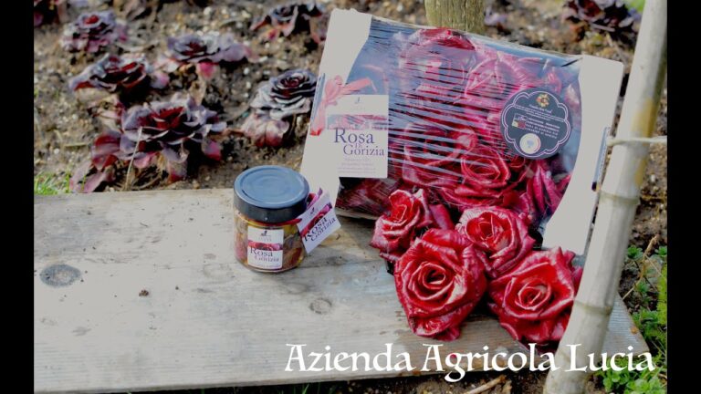 La strepitosa Rosa di Gorizia: scopri il prezzo irresistibile di questa bellezza floreale!