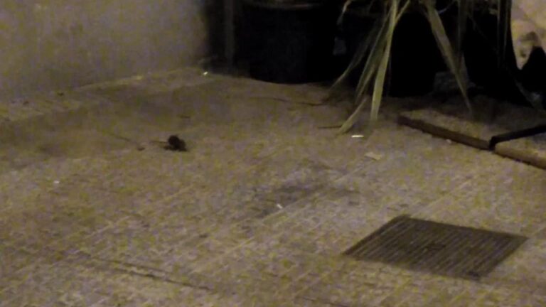 Piazzetta San Salvatore: Il Cuore Nascosto di Palermo
