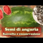 Offerte imperdibili: Case di qualit&agrave; a soli 1000 euro, scopri le opportunit&agrave; di Tomasi