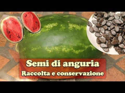 Il segreto del successo: coltiva angurie deliziose in vaso!