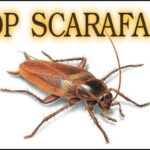Vetrini di mare: scopri 10 affascinanti lavoretti da realizzare in casa!