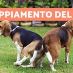 Stop alla condensa sui vetri: scopri il deumidificatore salvavetro!