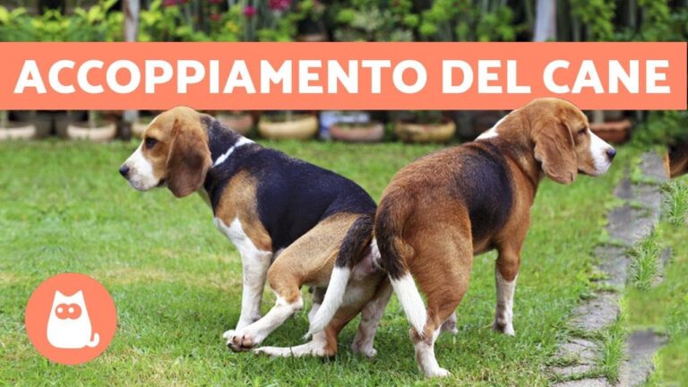 Sorprendente legame canino: Perch&eacute; i cani rimangono attaccati?