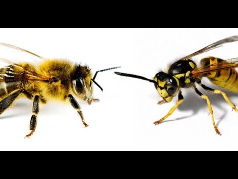 Le differenze tra Vespa e Api: gelosie nel regno degli insetti