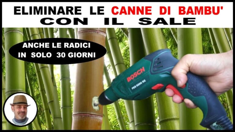 Bamb&ugrave; secco: 5 soluzioni efficaci per riportarlo in vita!