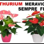 Esplosione di colori in una pianta: i fiori piccoli che ti incanteranno!