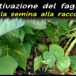 Splendida oasi marina a Maruggio: scopri il campo ideale per una vacanza all’insegna del relax!