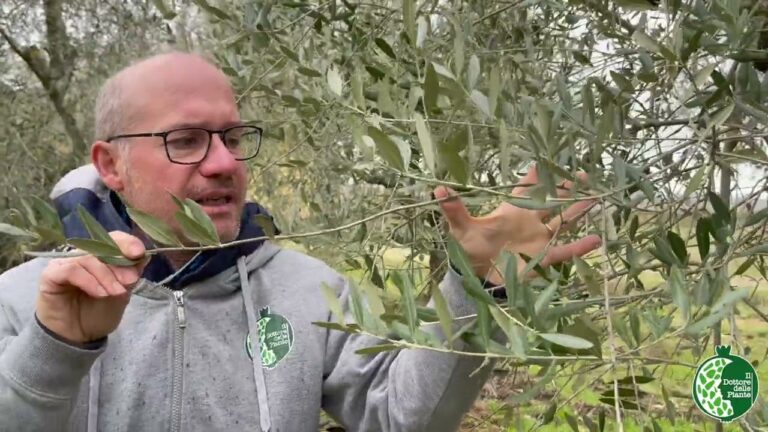 La magia provenzale: 7 idee per arredare gli esterni delle case in campagna