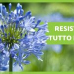 Pouf Shabby Fai da Te: Il Tocco Vintage che Dar&agrave; Vita al tuo Arredamento!
