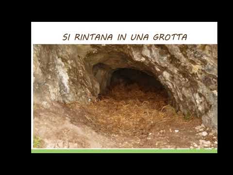La Lucertola e il Letargo: Segreti e Curiosit&agrave; in 70 Caratteri!