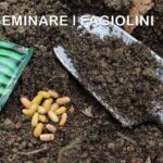 Gelateria da Filippo Cecina: Il Segreto dei Gelati Perfetti!