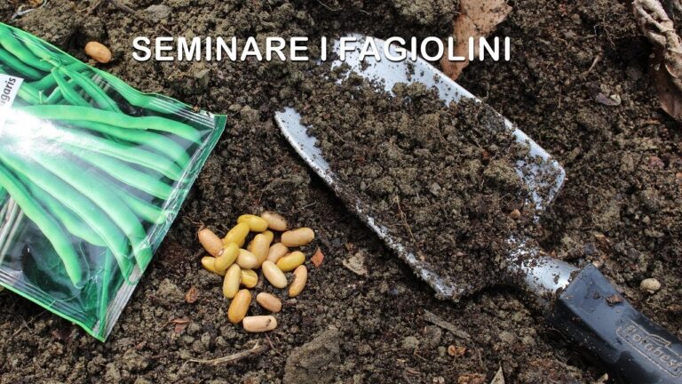 La magia della Luna: Come utilizzare l’energia lunare per seminare fagioli!