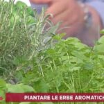10 trucchi facili e veloci per la manutenzione del giardino condominiale fai da te