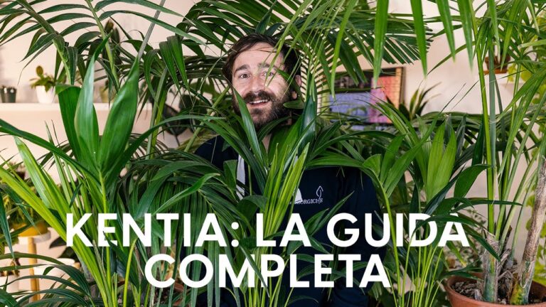 Il prezzo degli alberi di palma: quanto costa aggiungere un tocco tropicale al giardino?