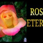 Esplosione di colori in una pianta: i fiori piccoli che ti incanteranno!