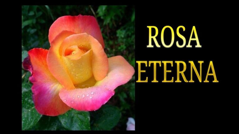 Glicerina magica per fiori immortali: il segreto per una durata infinita