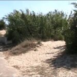 Scopri il fascino nascosto della Posta a Torre di Mosto: una gemma svelata!