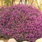 Esplosione di colori in una pianta: i fiori piccoli che ti incanteranno!