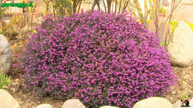 La fioritura ardente: scopri la pianta estiva con fiori rossi in 70 caratteri