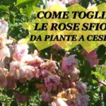 Esplosione di colori in una pianta: i fiori piccoli che ti incanteranno!