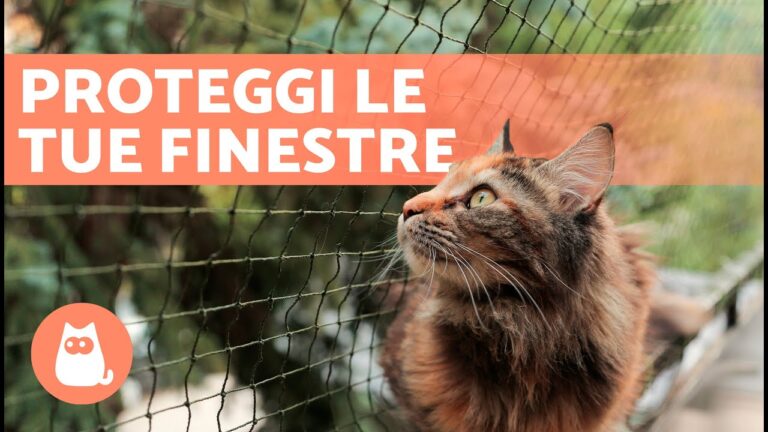 Protezione felina: scopri le migliori reti per finestre per il tuo gatto!